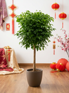 China Doll Tree (1.5m)