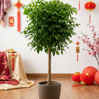China Doll Tree (1.5m)