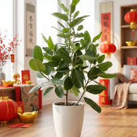 Ficus Audrey Tall