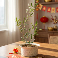 Olive Plant Kodomo - Japan