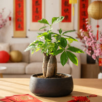 Money Tree Skyrocket