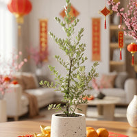 Leucophyllum Frutescens Junior – Texas Sage / Silver Bush