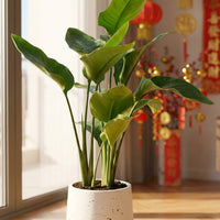 Bird of Paradise Junior