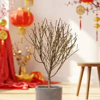 Cherry Blossom Junior