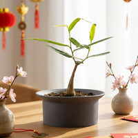 Bottle Tree Baby - Brachychiton Rupestris (Japan)