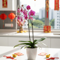 Royal Purple Phalaenopsis