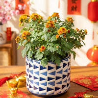 Chrysanthemum Mix - CNY