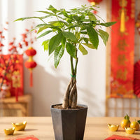 Money Tree Long Braided (Junior)