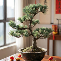 Japanese Black Pine Bonsai — Mature Specimen (16–20+ Years)