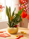 Prosperity Plant Arrangement in Golden Egg Pot (Large)