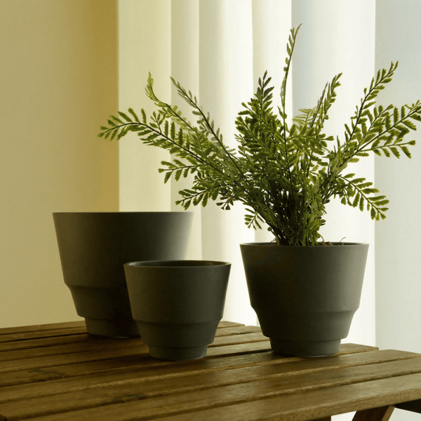 Tumbleweed Plants