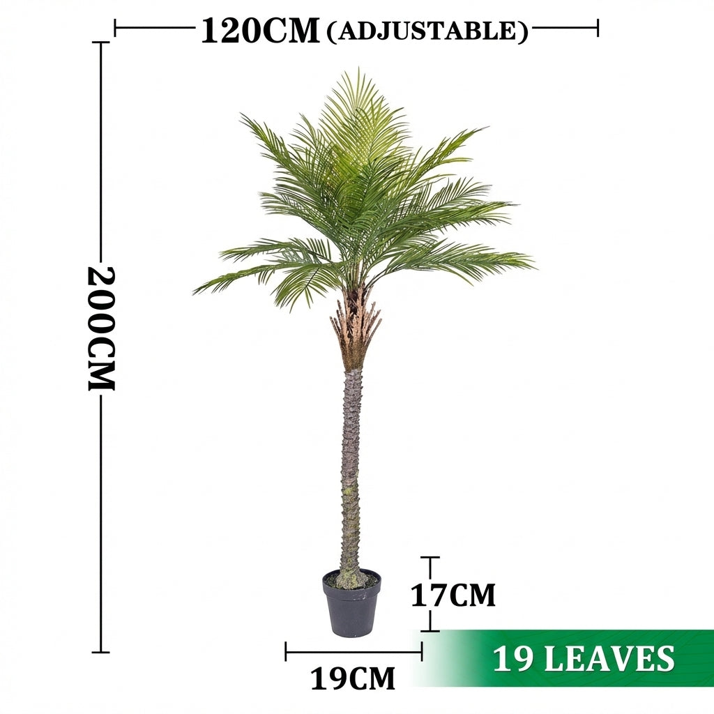 2m 19 leaves - thorn coconut