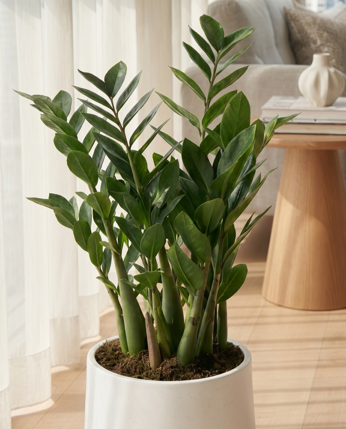 ZZ Plant - Large