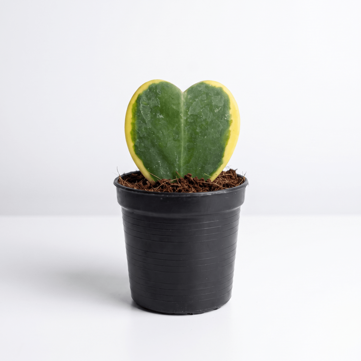 Grow Pot