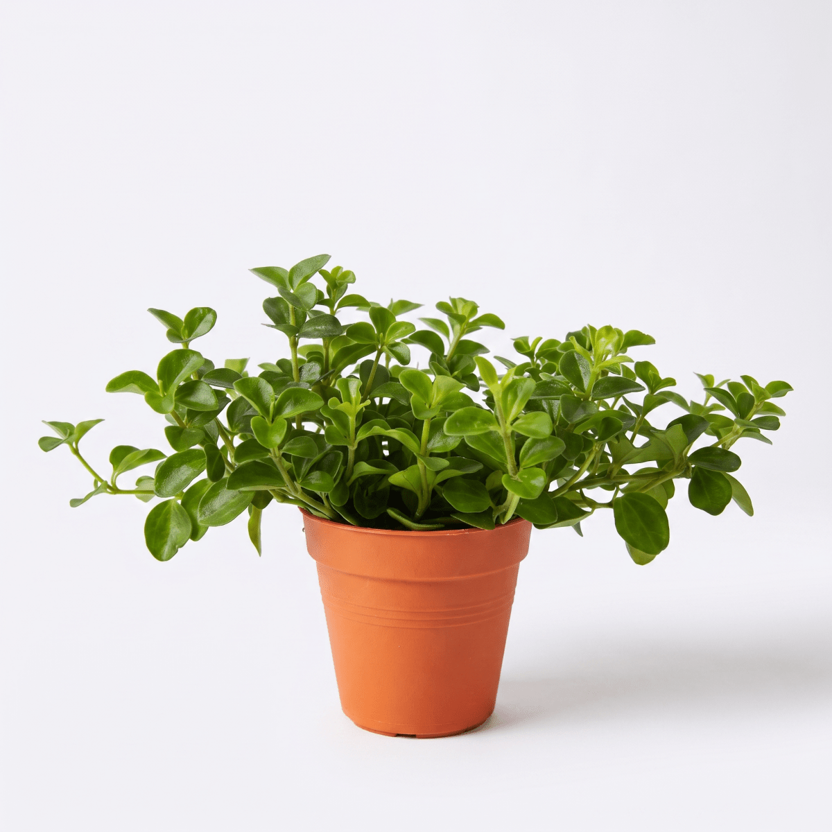 Peperomia Rotundifolia - Potted plant - POTT-PEPE-GRW-3879 - Tumbleweed Plants - Online Plant Delivery Singapore