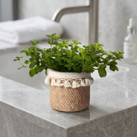Peperomia Rotundifolia