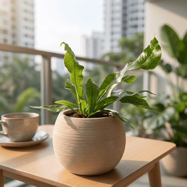 Crocodile Fern - Potted plant - JUST-CROC-2579 - Tumbleweed Plants - Online Plant Delivery Singapore