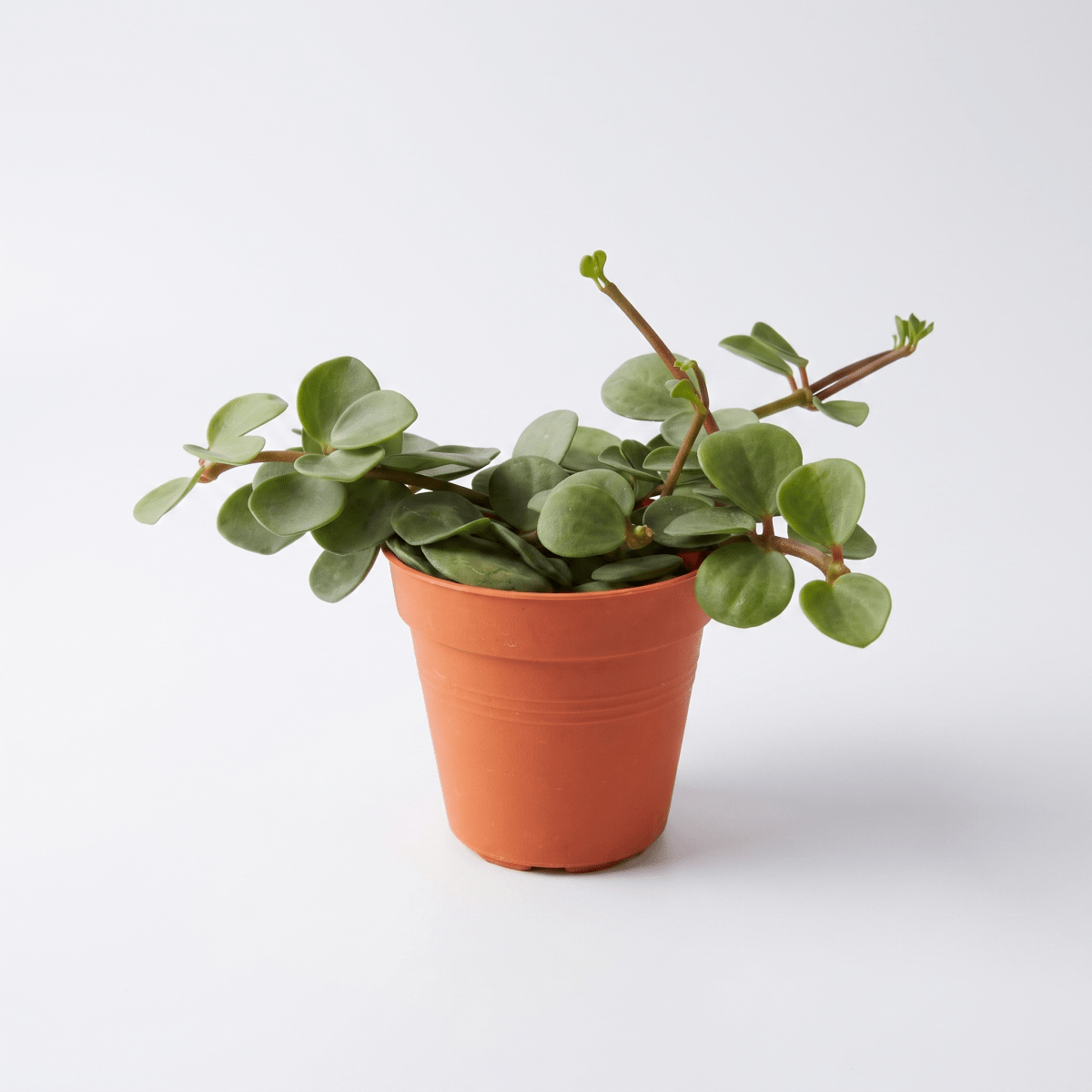 Peperomia Hope - Potted plant - JUST-PEPE-GRW-1943 - Tumbleweed Plants - Online Plant Delivery Singapore