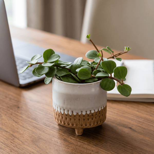 Peperomia Hope - Potted plant - JUST-PEPE-GRW-1943 - Tumbleweed Plants - Online Plant Delivery Singapore