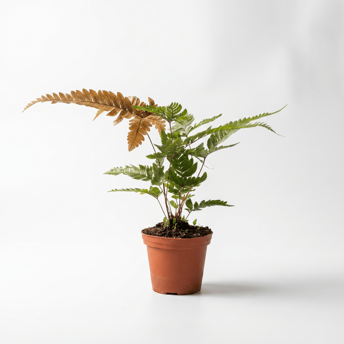 Tricolor Brake Fern - Potted plant -  - Tumbleweed Plants - Online Plant Delivery Singapore
