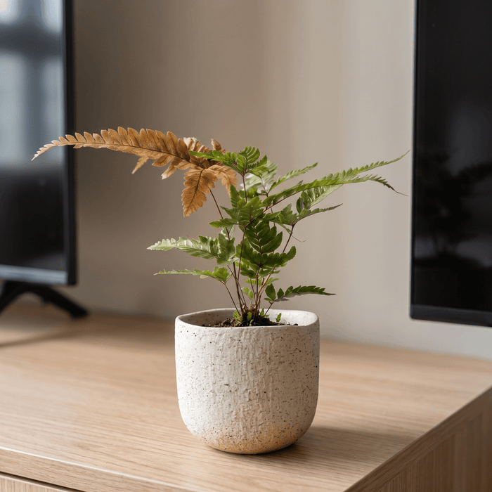 Tricolor Brake Fern - Potted plant -  - Tumbleweed Plants - Online Plant Delivery Singapore