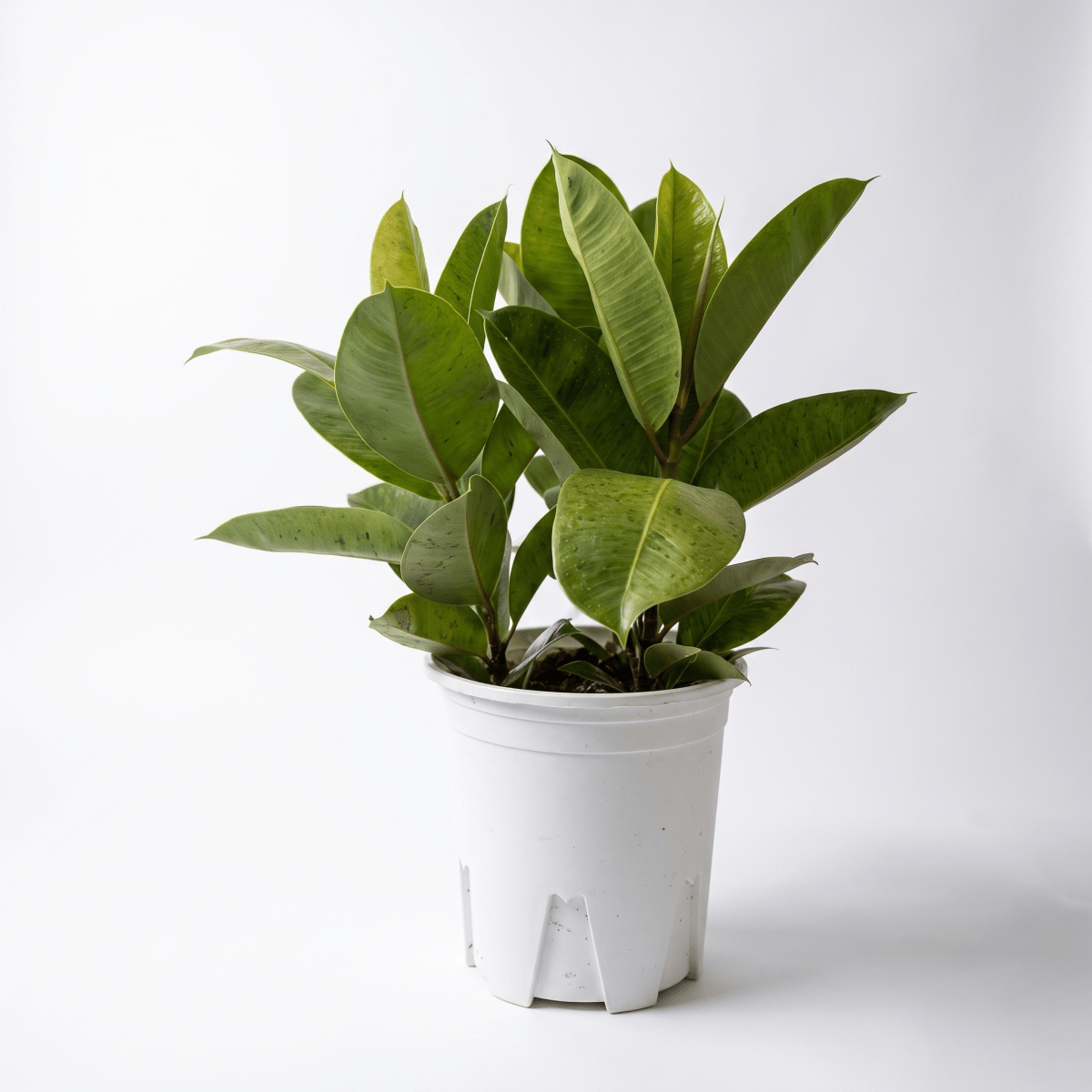 Ficus Shivereana / Moonshine Rubber Plant Multi-Stems - Potted plant -  - Tumbleweed Plants - Online Plant Delivery Singapore