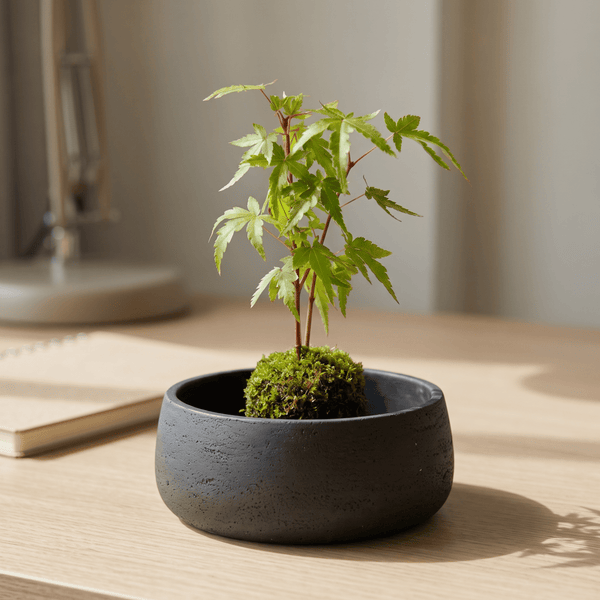 Acer Palmatum Yamamomiji (Japan) - Potted plant -  - Tumbleweed Plants - Online Plant Delivery Singapore