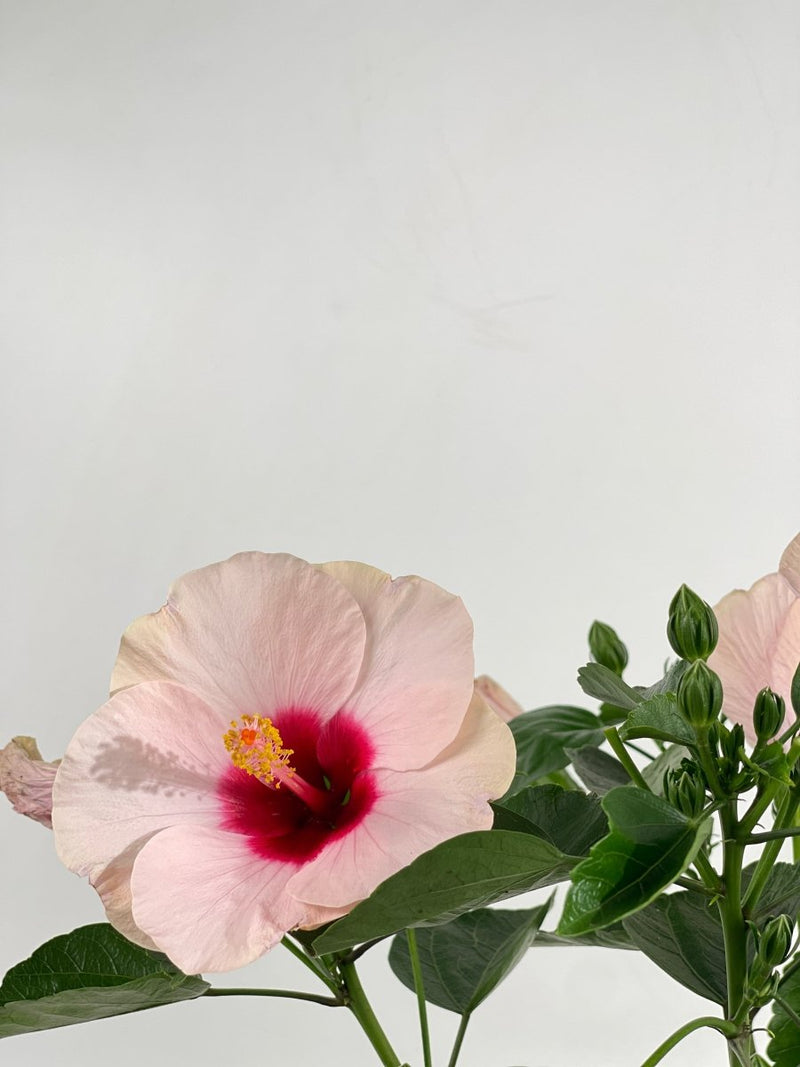 Hibiscus - grow pot - Potted plant - Tumbleweed Plants - Online Plant Delivery Singapore