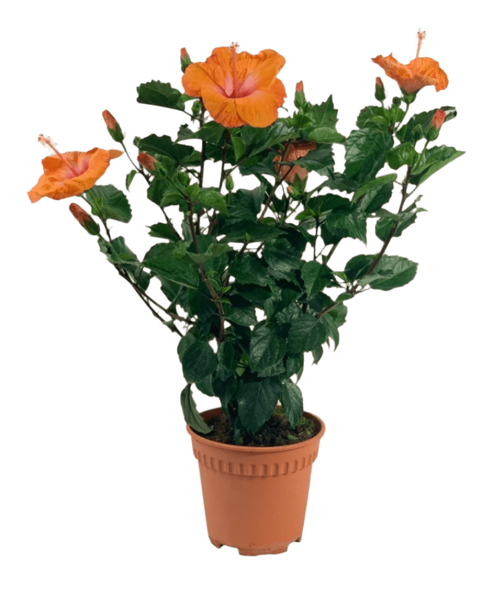 Hibiscus - Potted plant - POTT - HIBI - GRW - 5141 - Tumbleweed Plants - Online Plant Delivery Singapore