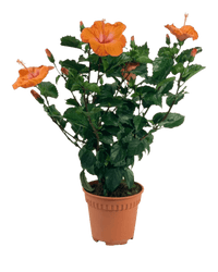 Hibiscus - Potted plant - POTT - HIBI - GRW - 5141 - Tumbleweed Plants - Online Plant Delivery Singapore