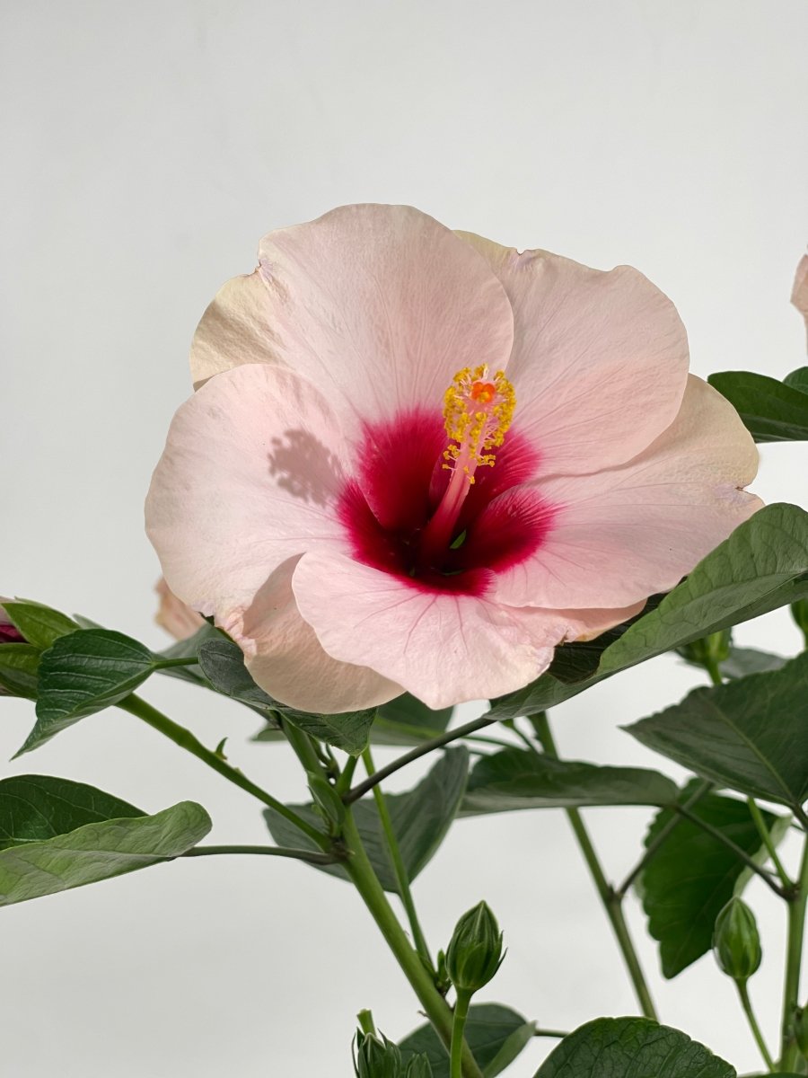 Hibiscus - grow pot - Potted plant - Tumbleweed Plants - Online Plant Delivery Singapore