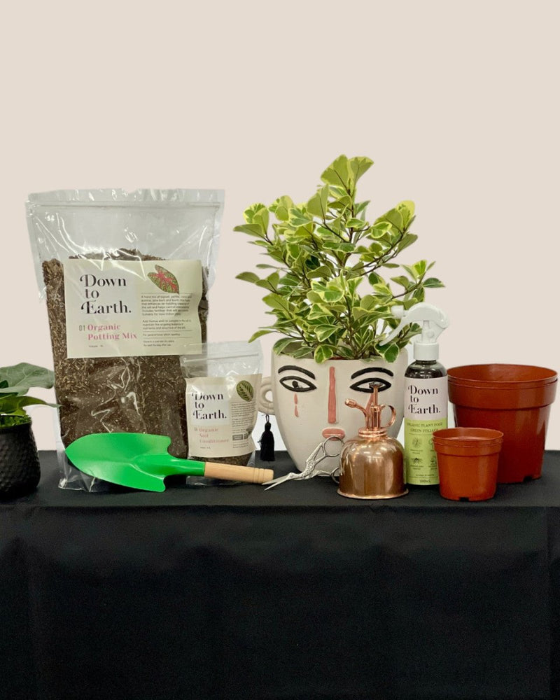Home Garden Starter Kit - standard - Grow Kit - Tumbleweed Plants - Online Plant Delivery Singapore