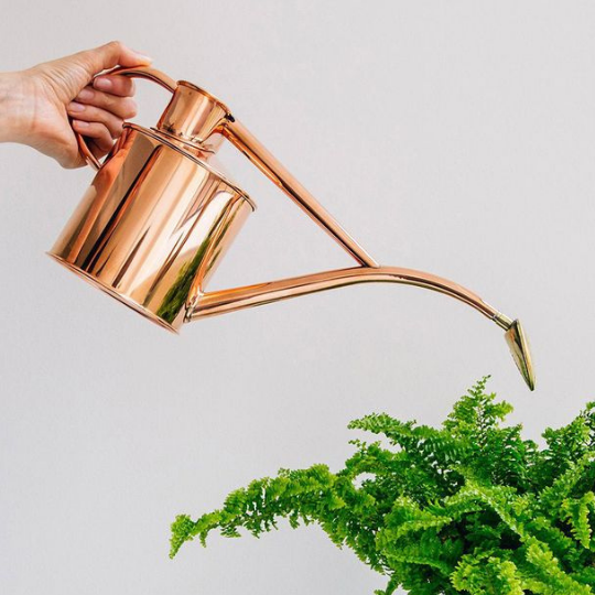 A copper watering can pouring over a fern