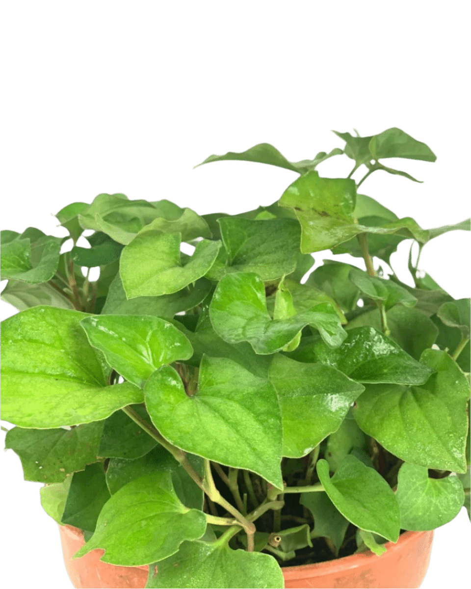 Houttuynia cordata (Chameleon Plant) Herb - Potted plant - POTT - HOUT - GRW - 5750 - Tumbleweed Plants - Online Plant Delivery Singapore