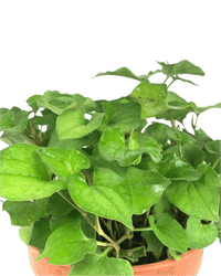 Houttuynia cordata (Chameleon Plant) Herb - Potted plant - POTT - HOUT - GRW - 5750 - Tumbleweed Plants - Online Plant Delivery Singapore