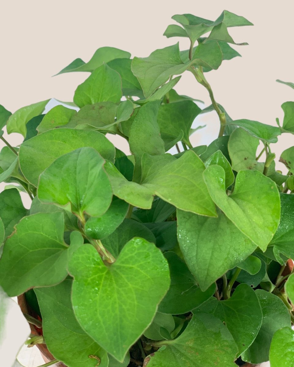 Houttuynia cordata (Chameleon Plant) Herb - grow pot - Potted plant - Tumbleweed Plants - Online Plant Delivery Singapore