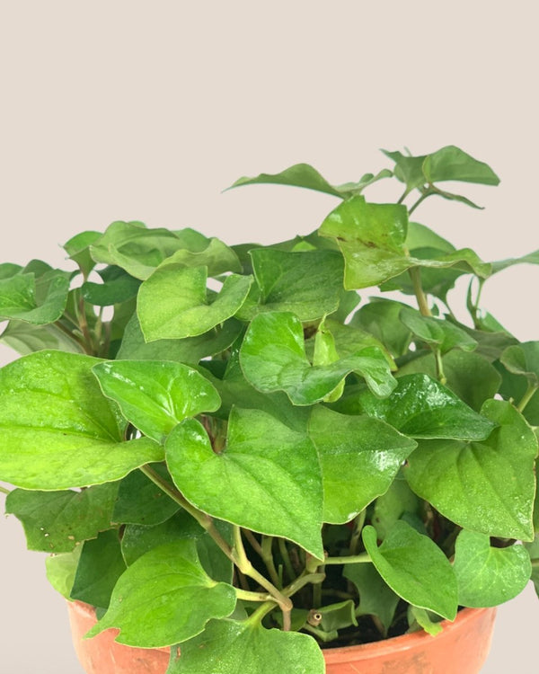 Houttuynia cordata (Chameleon Plant) Herb - grow pot - Potted plant - Tumbleweed Plants - Online Plant Delivery Singapore