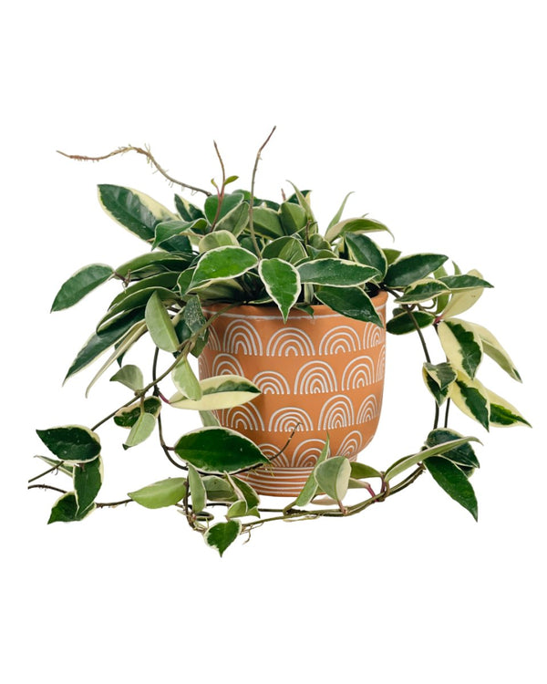Hoya Carnosa - Medium - grow pot - Potted plant - Tumbleweed Plants - Online Plant Delivery Singapore