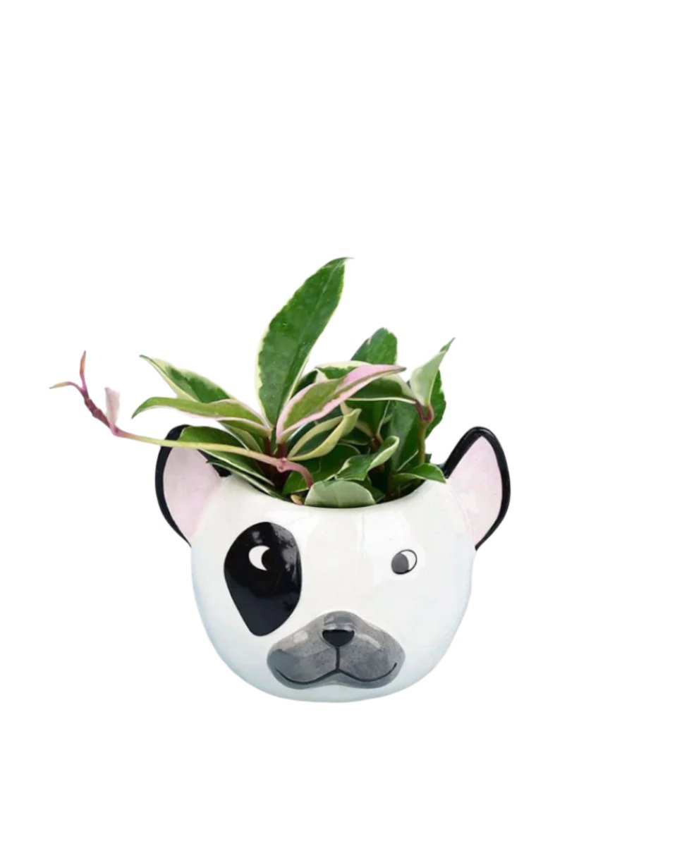 frenchie planter (10cm diameter)