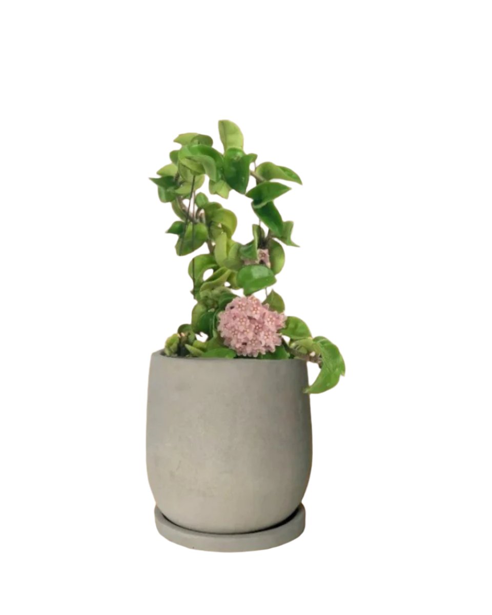 dusty grey cement planter in tray (12cm)