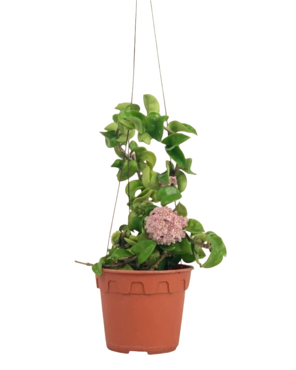 Hoya Curly - grow pot - Potted plant - Tumbleweed Plants - Online Plant Delivery Singapore