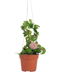 Hoya Curly - grow pot - Potted plant - Tumbleweed Plants - Online Plant Delivery Singapore