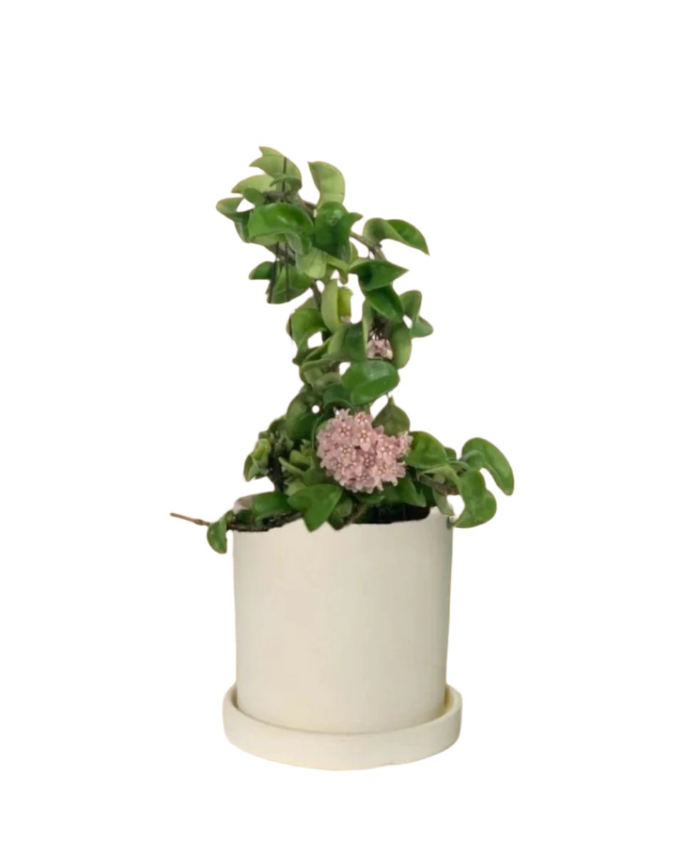 white flour planter - cylinder