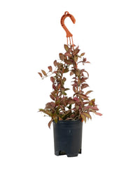 Hoya Sunrise Plant - grow pot - Potted plant - Tumbleweed Plants - Online Plant Delivery Singapore