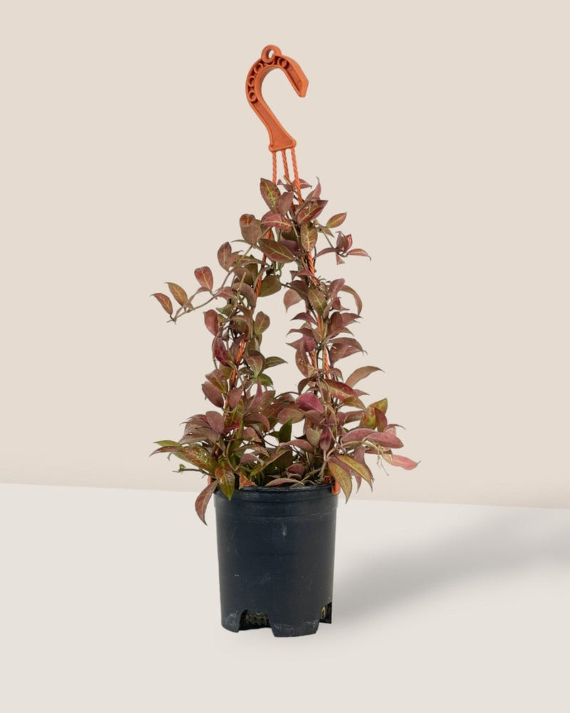 Hoya Sunrise Plant - medium egg pot - pink - Potted plant - Tumbleweed Plants - Online Plant Delivery Singapore
