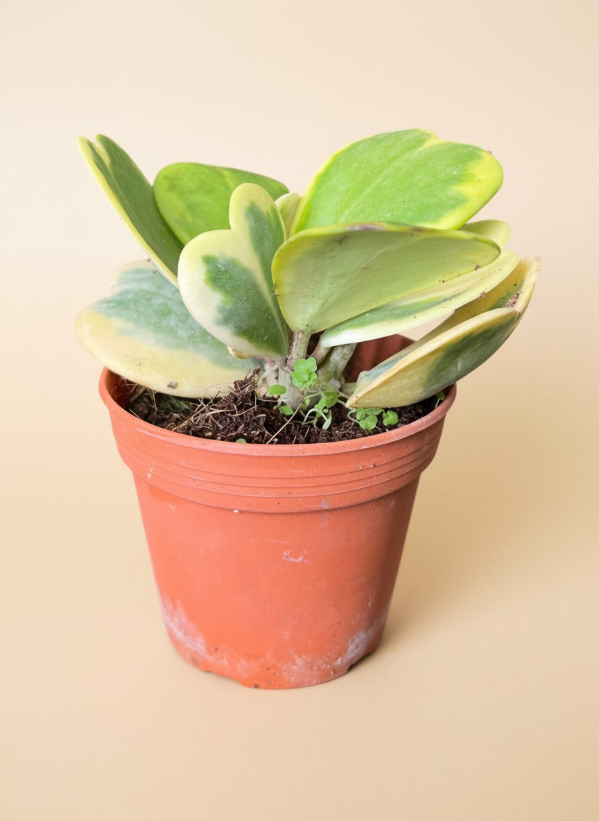 Grow Pot