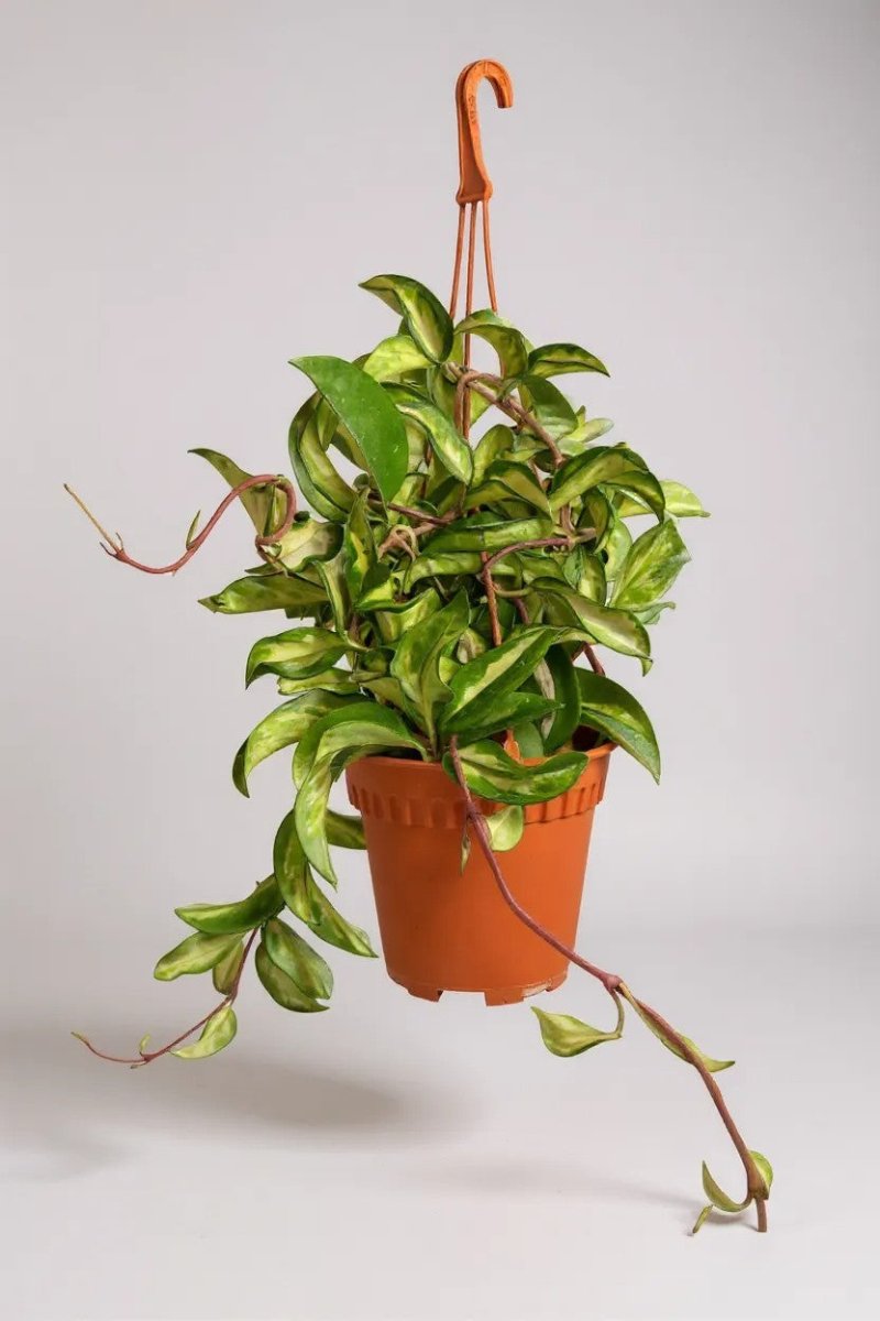 Grow Pot