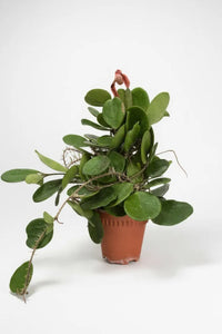 Hoya Obovata - Potted plant -  Tumbleweed Plants