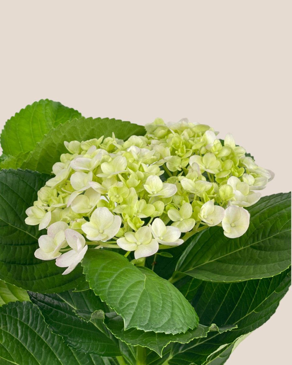 Hydrangea - grow pot - Potted plant - Tumbleweed Plants - Online Plant Delivery Singapore