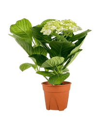 Hydrangea - Potted plant - POTT - POTT - GRW - 5691 - Tumbleweed Plants - Online Plant Delivery Singapore